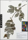 Foto von Salix caprea L.